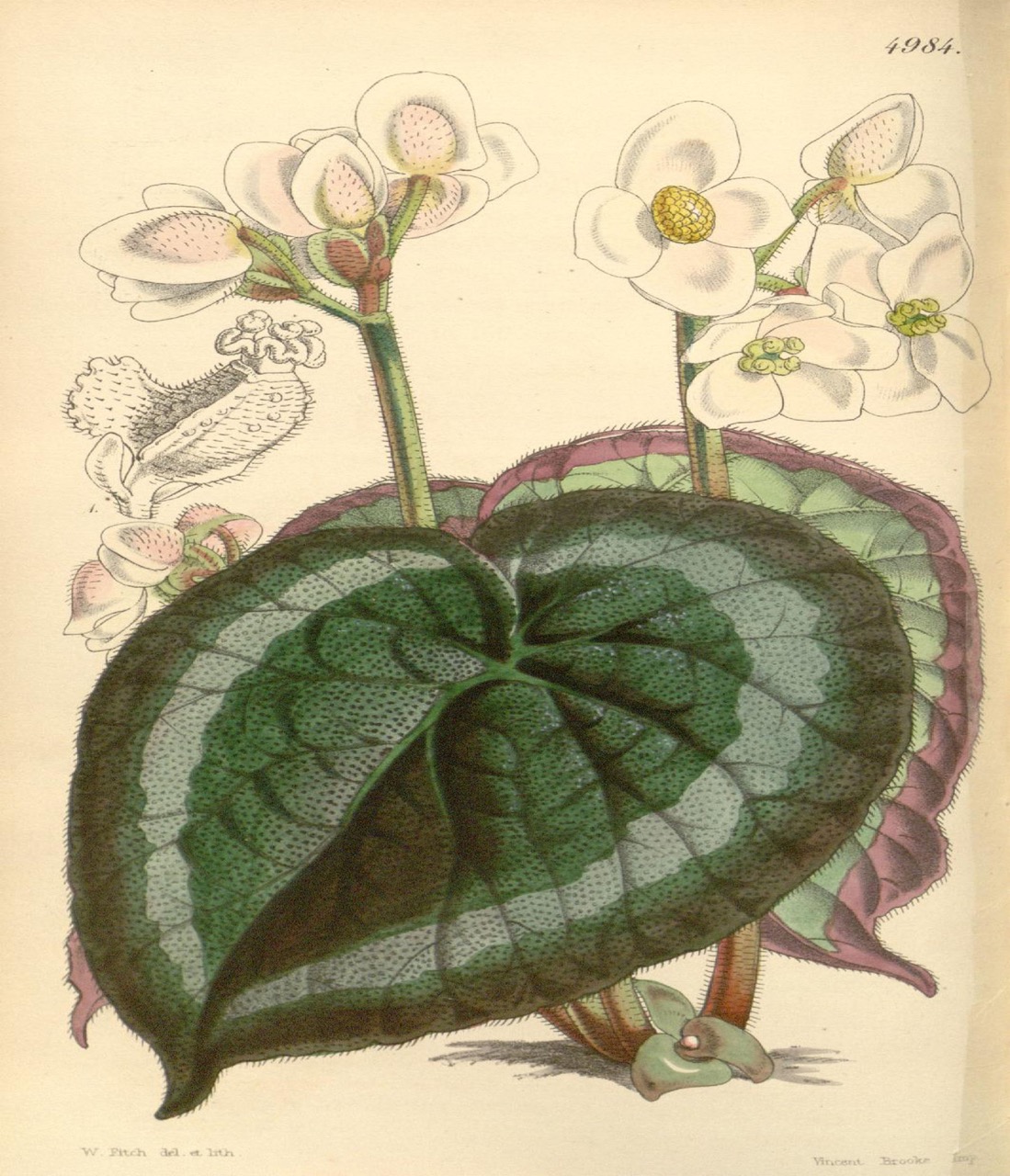 B. griffithii